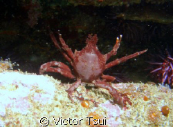 Kelp Crab by Victor Tsui 